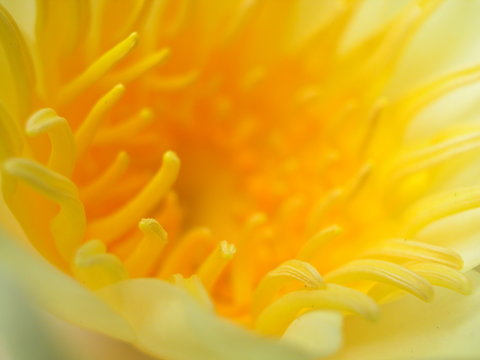 orange-gelbe zottelige bl&uuml;te