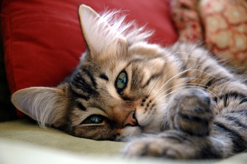 lazy kitten