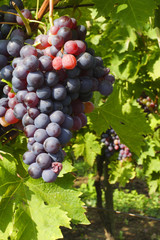 red grapes ready for harvesting