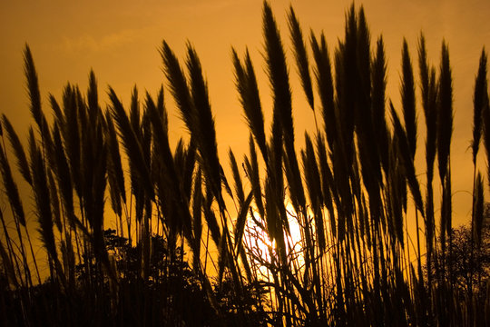 Pampass Grass