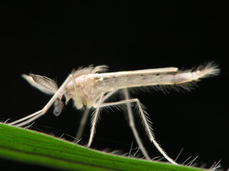 white mosquito