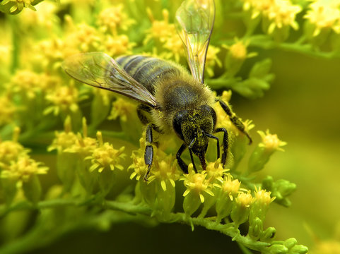 bee