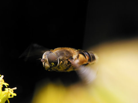 bee in flight