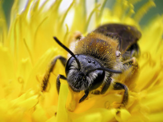 face of bee