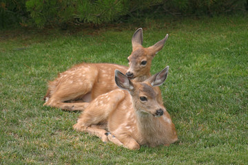 two fawns, resting