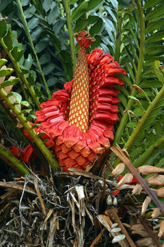 Cycad Seeds