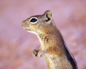 Naklejka na ściany i meble écureuil à mante dorée debout-standing squirrel