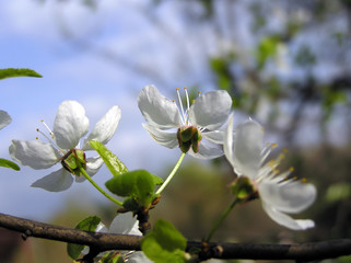 white petal