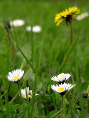 flowers &grass