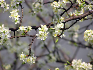 branches with flowers