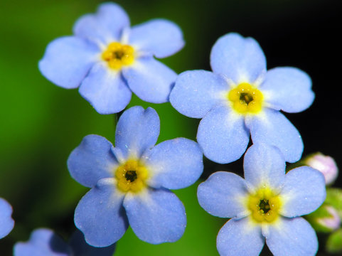 Fototapeta blue flower