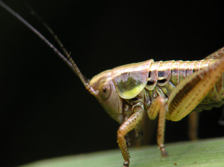 grasshopper