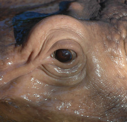 hippopotamus eye-peil d'hippopotame