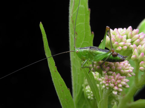 grashopper