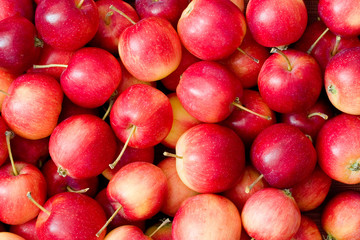 red  apples (1)