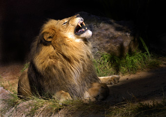mad lion