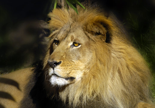 lion 8