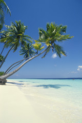 Fototapeta na wymiar Malediwy Plaża