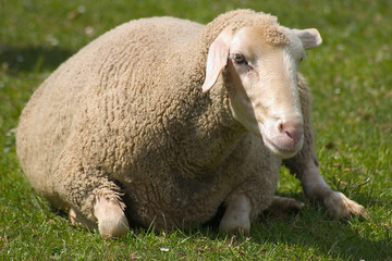 liegendes schaf