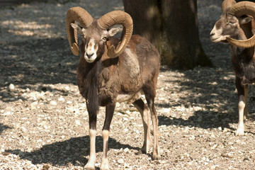steinbock