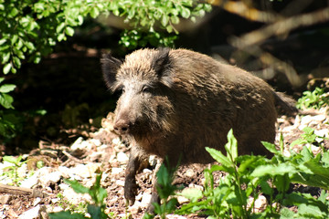 wildschwein 01