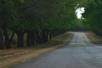Fototapeta na wymiar lane of trees