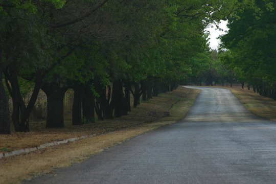 lane of trees