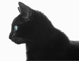 black cat profile over white