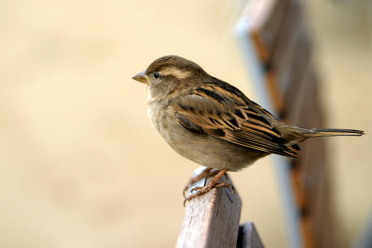 moineau