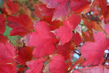 red autumn leaves no2