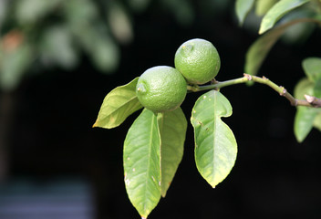 lime fruit on tree