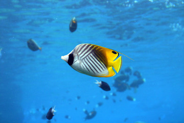 angel fish