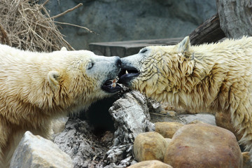 polar bear