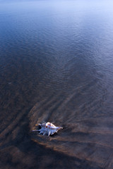 seashell on seashore