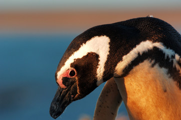 Naklejka premium pingouin de magellan (spheniscus magellanicus)