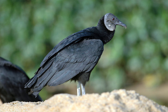 urubu-vautour &agrave; t&ecirc;te noire