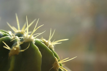 cactus close-up