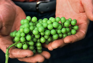 wine grapes