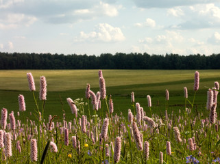 bee is gathering pollen at persicaria's water-me
