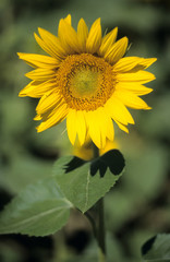 tournesol ouvert