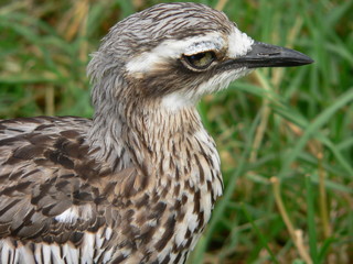 curlew