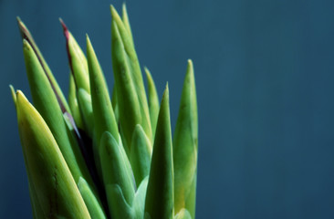 Green plant against a blue background 