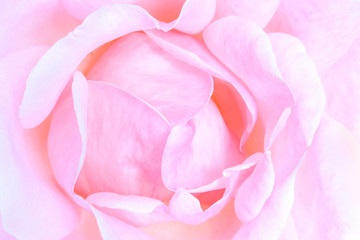 rosa macro