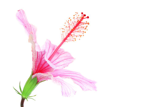 hibisco