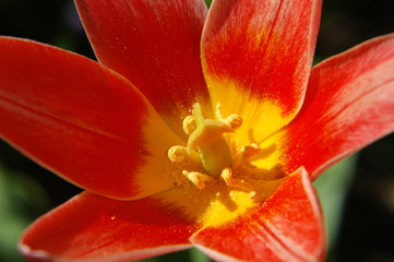 red-yellow flower