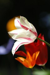 evening white flower