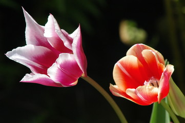 two different flower