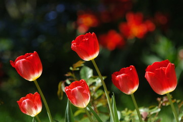 six red flowers