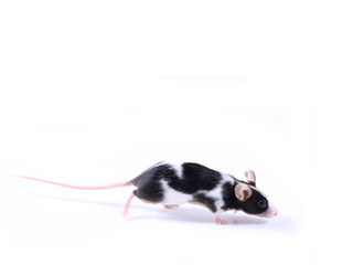 Fototapeta na wymiar mysz