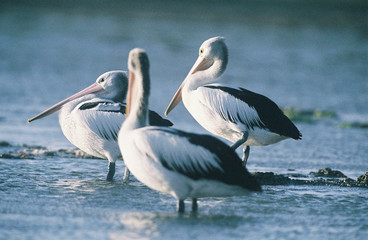 pelicans